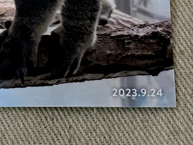 ALBUS（アルバス）の写真プリントの日付印刷